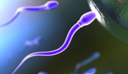 spermatozoi10