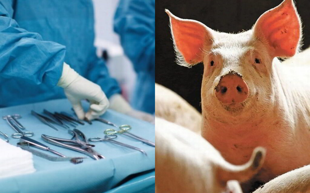 primo-trapianto-al-mondo-cuore-maiale-geneticamente-modificato
