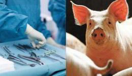 primo-trapianto-al-mondo-cuore-maiale-geneticamente-modificato