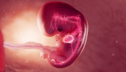 3d rendered medical illustration of cardiovascular system of 8 week old embryo